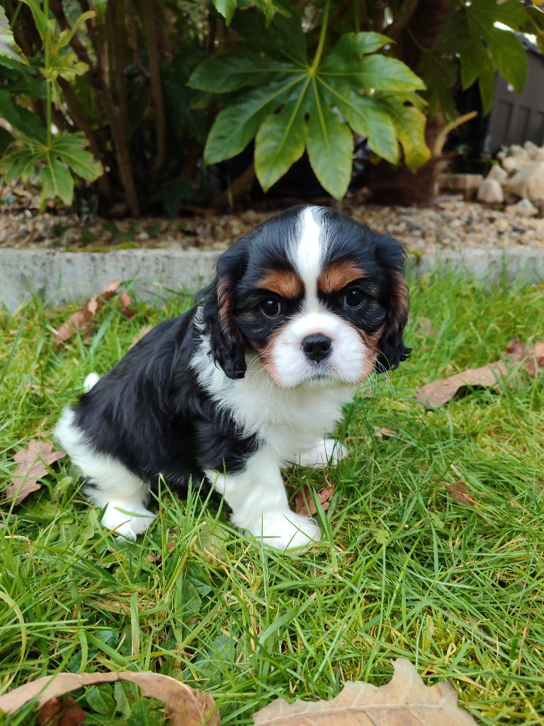 Des Grands Reves Du Sud - Chiot disponible  - Cavalier King Charles Spaniel