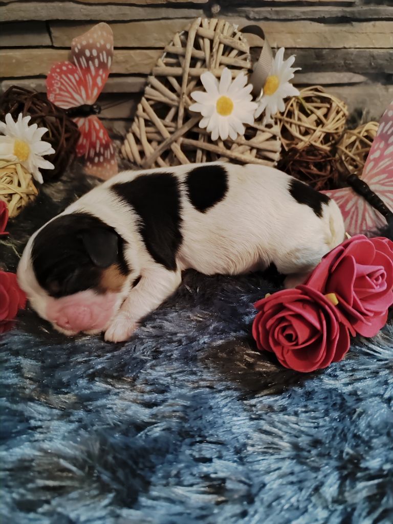 Des Grands Reves Du Sud - Chiot disponible  - Cavalier King Charles Spaniel