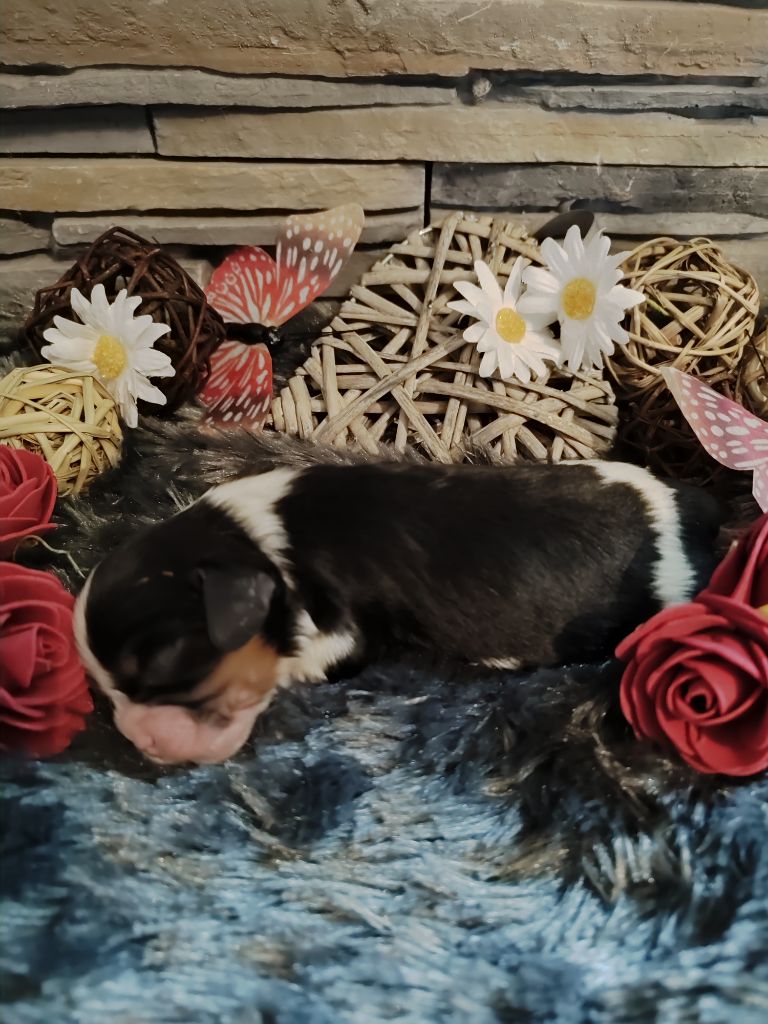 Des Grands Reves Du Sud - Chiot disponible  - Cavalier King Charles Spaniel