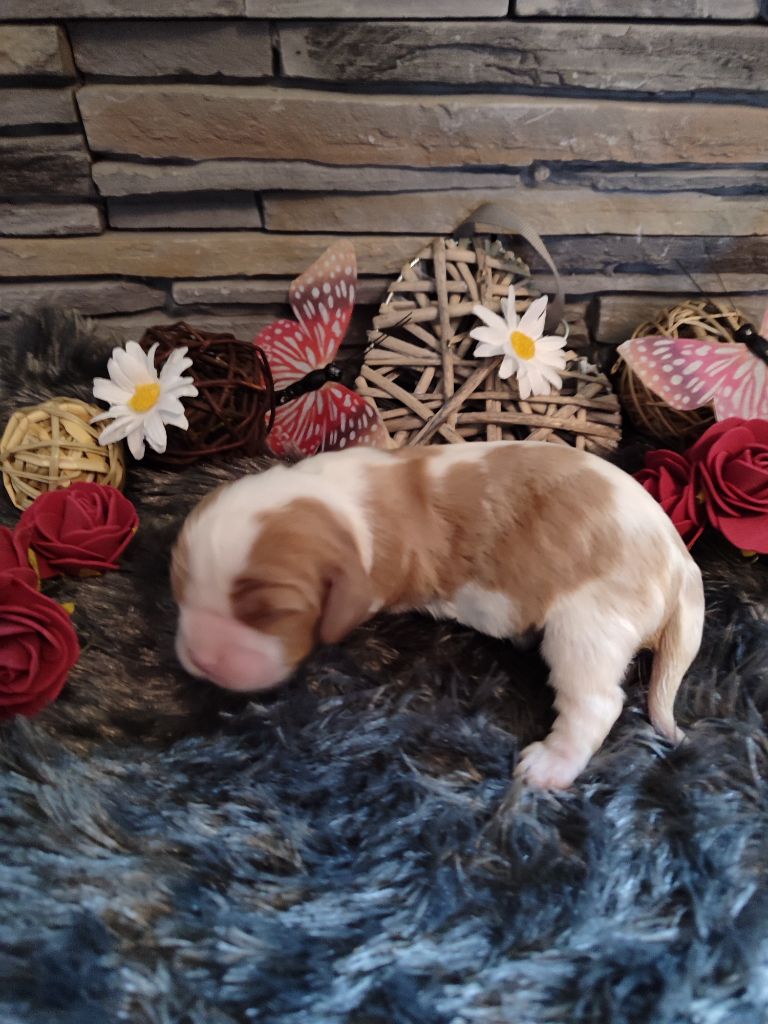 Des Grands Reves Du Sud - Chiot disponible  - Cavalier King Charles Spaniel