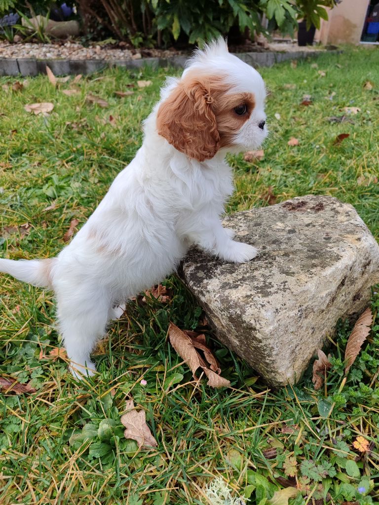 Des Grands Reves Du Sud - Chiot disponible  - Cavalier King Charles Spaniel