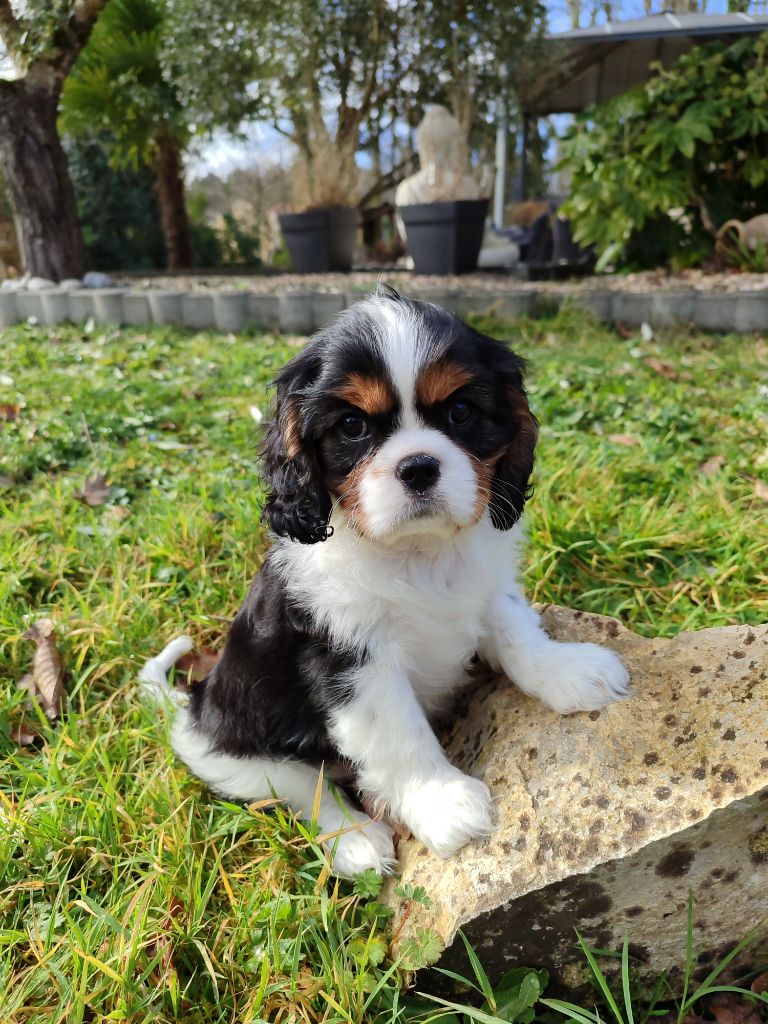 Des Grands Reves Du Sud - Chiot disponible  - Cavalier King Charles Spaniel