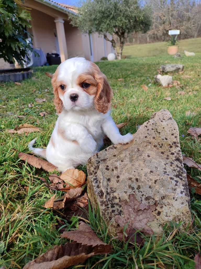 Des Grands Reves Du Sud - Chiot disponible  - Cavalier King Charles Spaniel