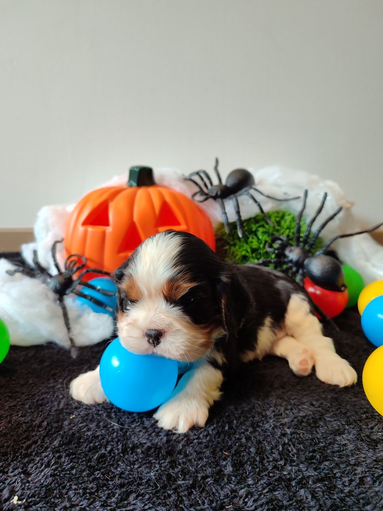 chiot Cavalier King Charles Spaniel Des Grands Reves Du Sud