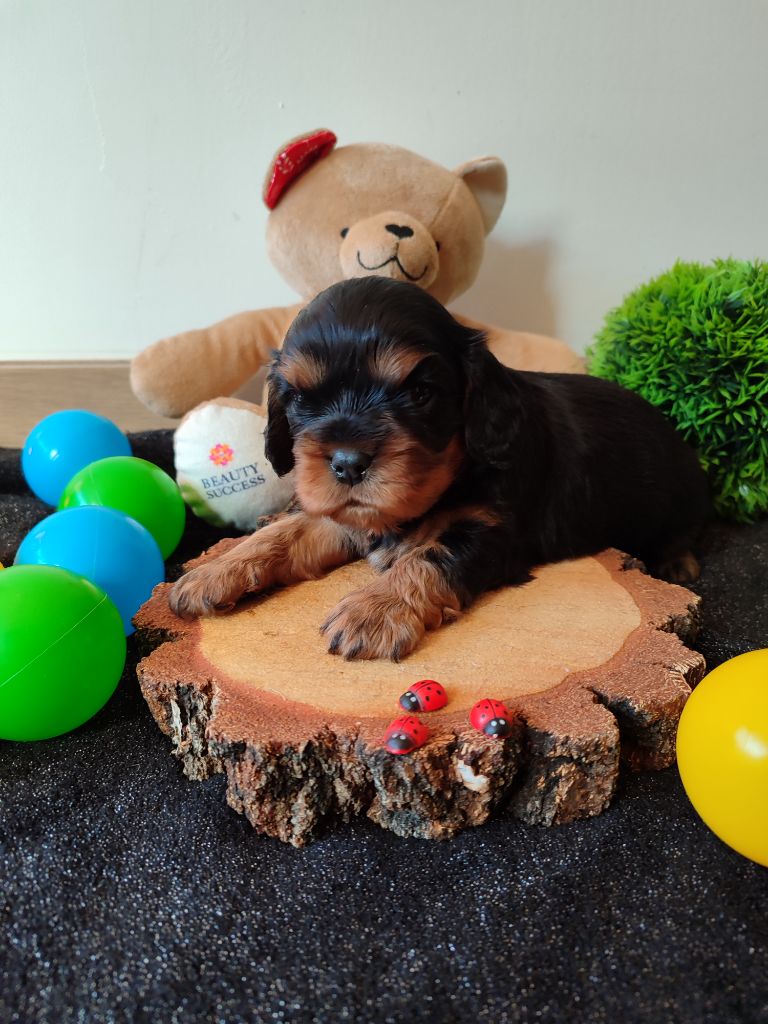 chiot Cavalier King Charles Spaniel Des Grands Reves Du Sud