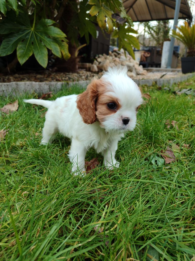 Des Grands Reves Du Sud - Chiot disponible  - Cavalier King Charles Spaniel