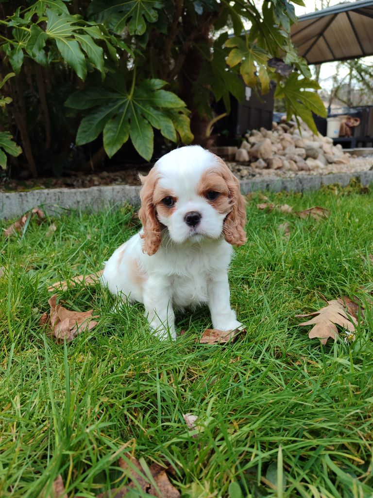 Des Grands Reves Du Sud - Chiot disponible  - Cavalier King Charles Spaniel