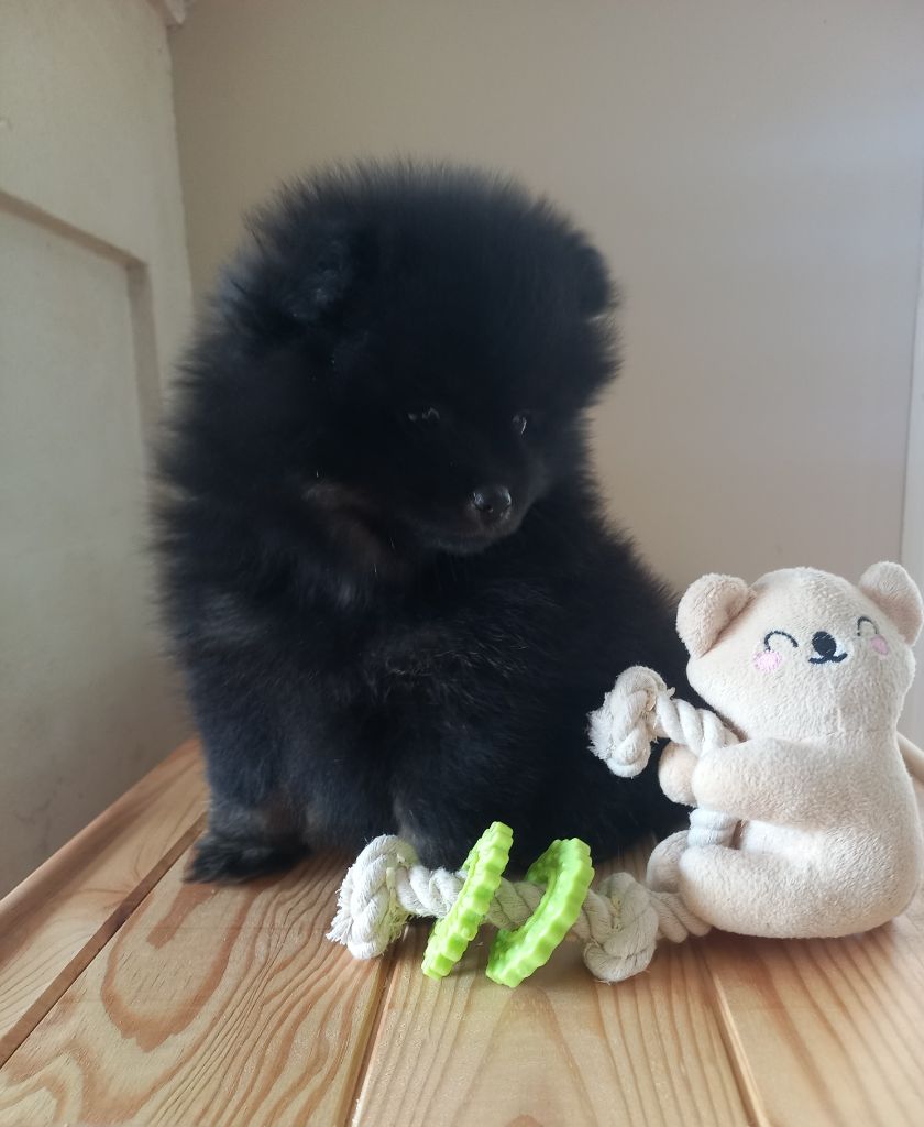 chiot Spitz allemand Des Grands Reves Du Sud