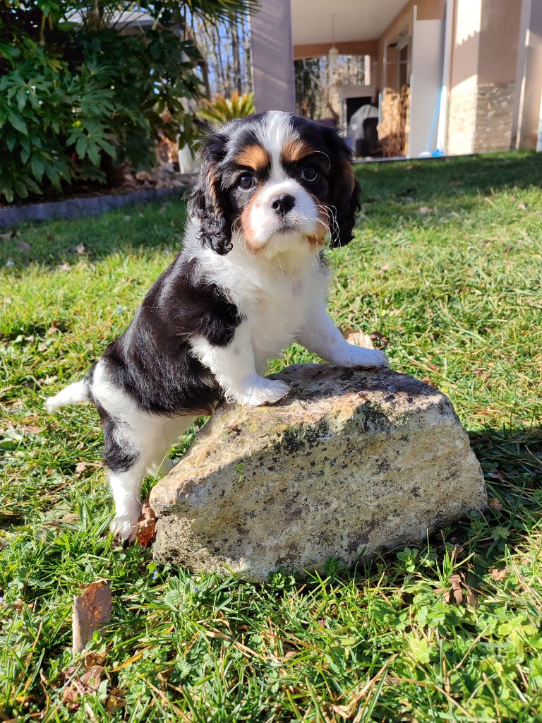 Des Grands Reves Du Sud - Chiot disponible  - Cavalier King Charles Spaniel