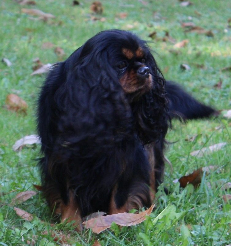 Lady Des Grands Reves Du Sud