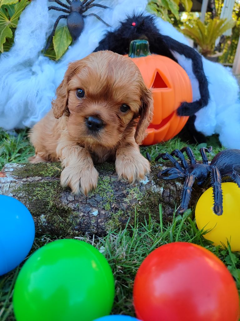 Des Grands Reves Du Sud - Chiots disponibles - Cavalier King Charles Spaniel