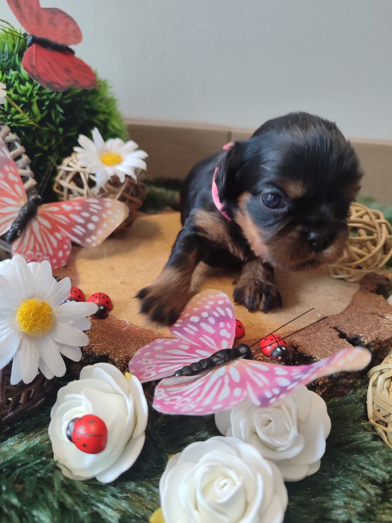 Des Grands Reves Du Sud - Chiots disponibles - Cavalier King Charles Spaniel
