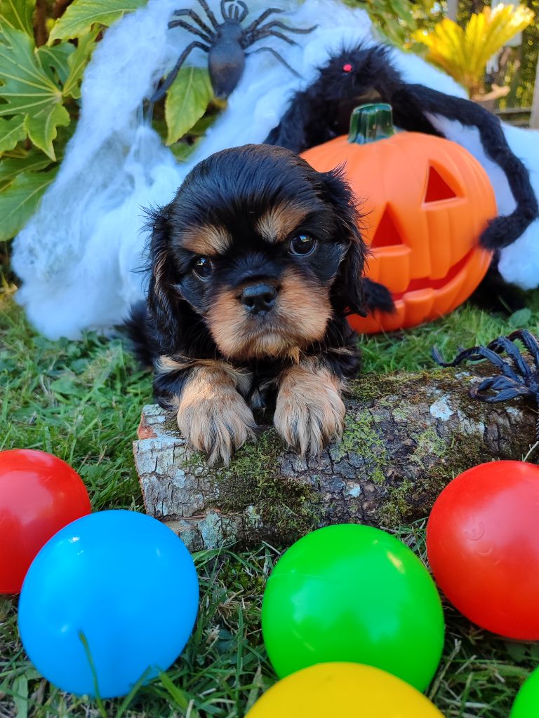 Des Grands Reves Du Sud - Chiots disponibles - Cavalier King Charles Spaniel