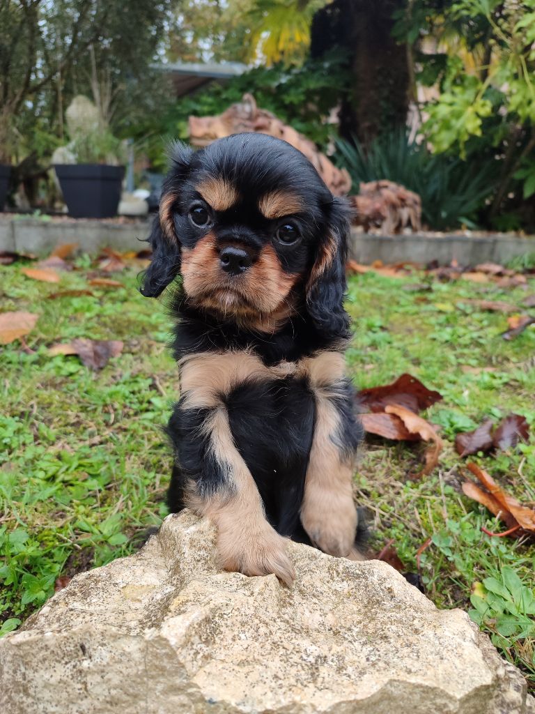 Des Grands Reves Du Sud - Chiots disponibles - Cavalier King Charles Spaniel