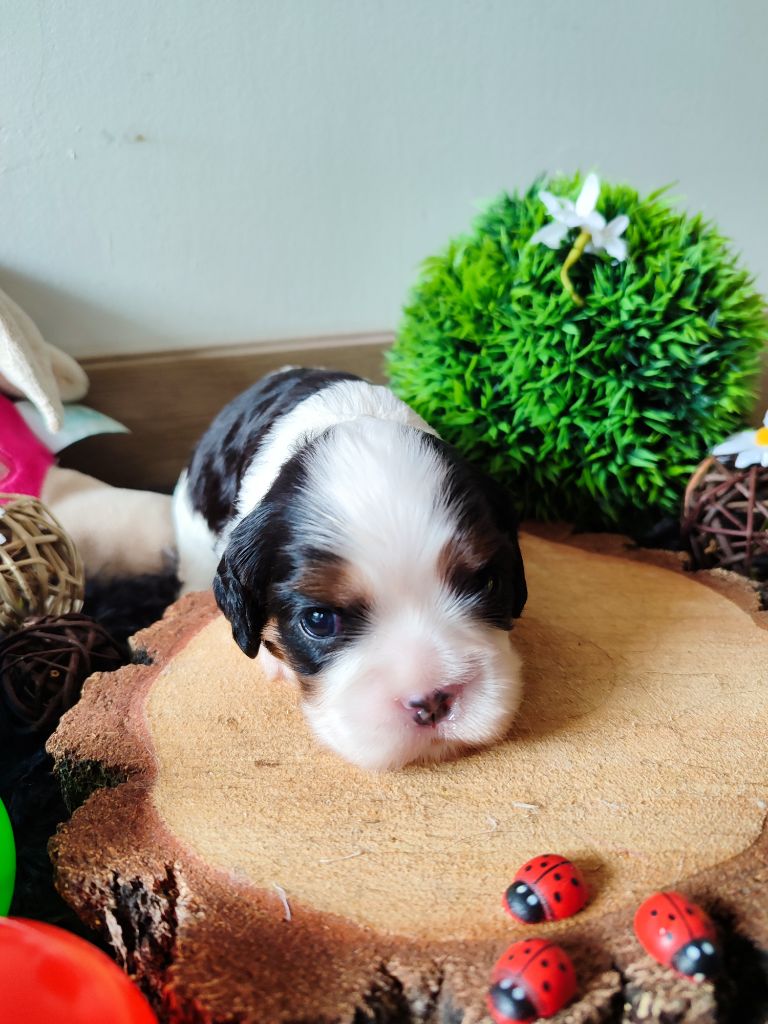 Des Grands Reves Du Sud - Chiots disponibles - Cavalier King Charles Spaniel