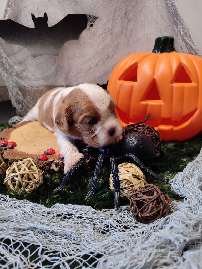 Des Grands Reves Du Sud - Chiots disponibles - Cavalier King Charles Spaniel