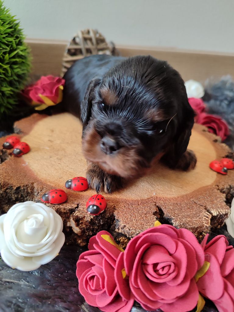Des Grands Reves Du Sud - Chiots disponibles - Cavalier King Charles Spaniel