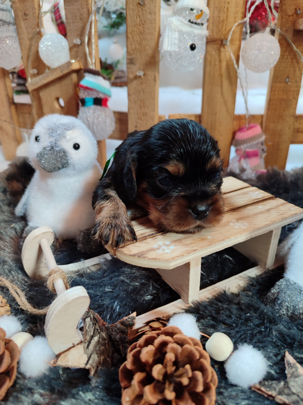 Des Grands Reves Du Sud - Cavalier King Charles Spaniel - Portée née le 16/11/2025