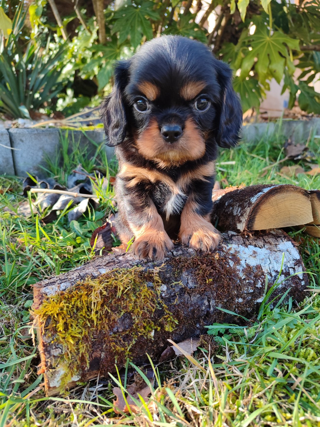 Des Grands Reves Du Sud - Cavalier King Charles Spaniel - Portée née le 27/10/2025