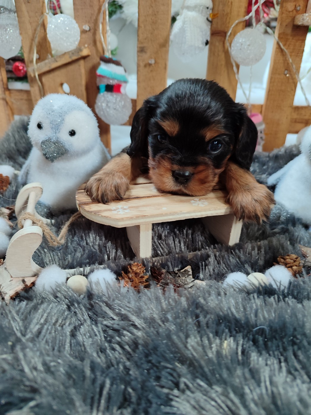Des Grands Reves Du Sud - Chiots disponibles - Cavalier King Charles Spaniel