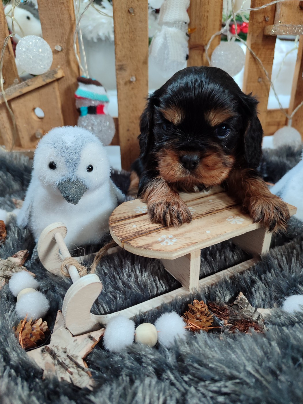 Des Grands Reves Du Sud - Chiots disponibles - Cavalier King Charles Spaniel