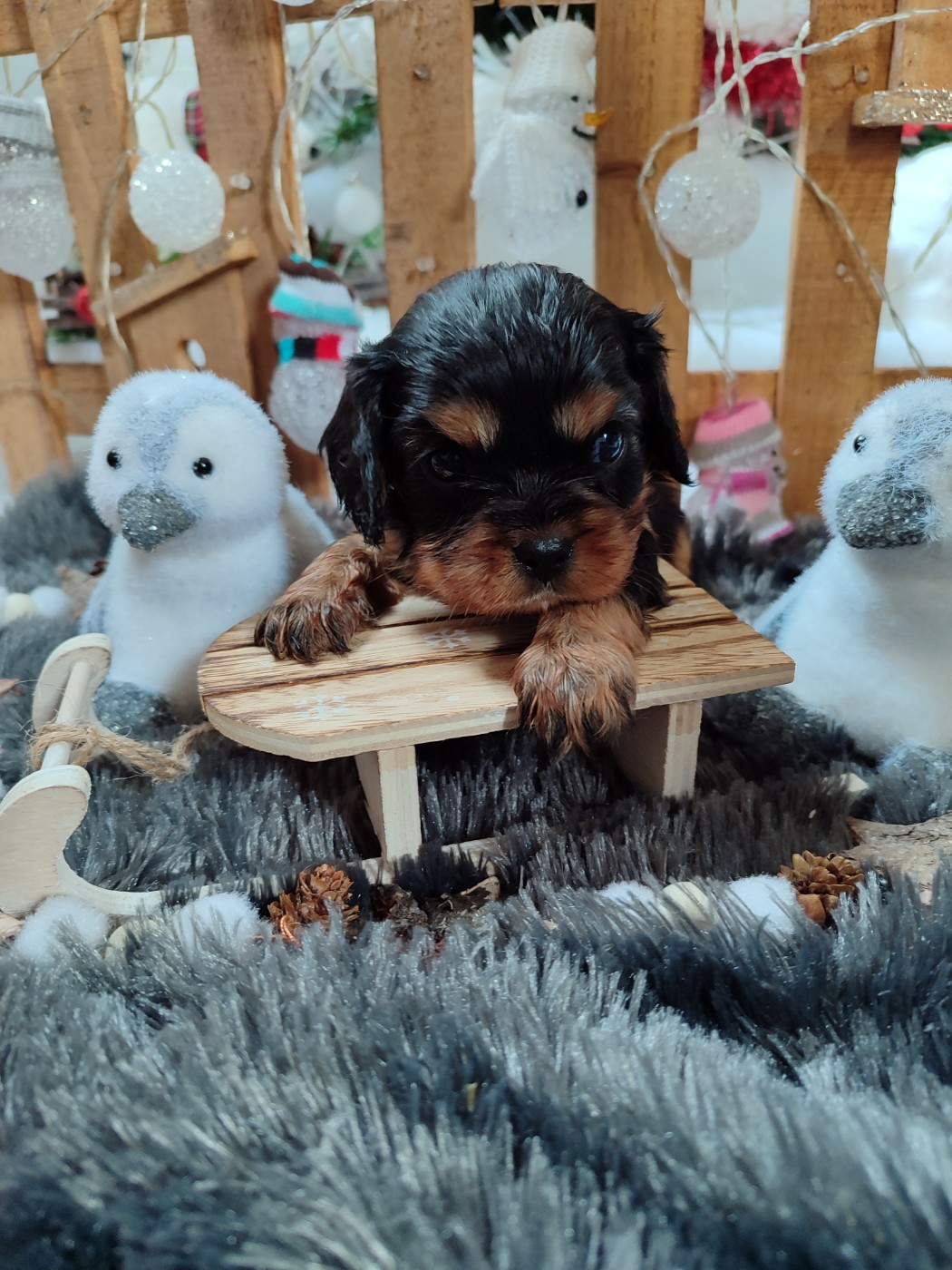 Des Grands Reves Du Sud - Chiots disponibles - Cavalier King Charles Spaniel