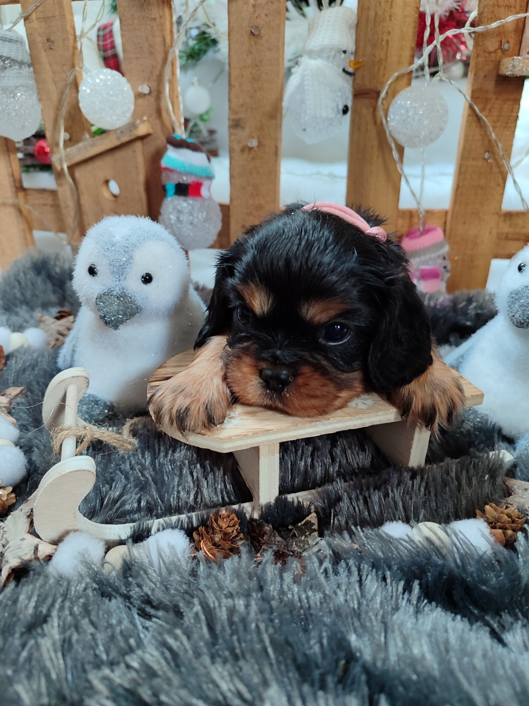 Des Grands Reves Du Sud - Chiots disponibles - Cavalier King Charles Spaniel
