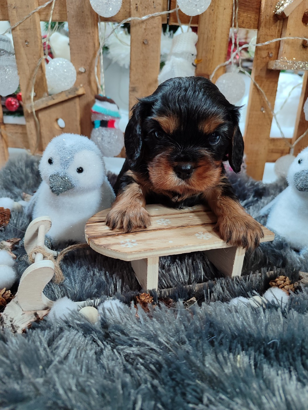 Chiot Cavalier King Charles Spaniel Des Grands Reves Du Sud
