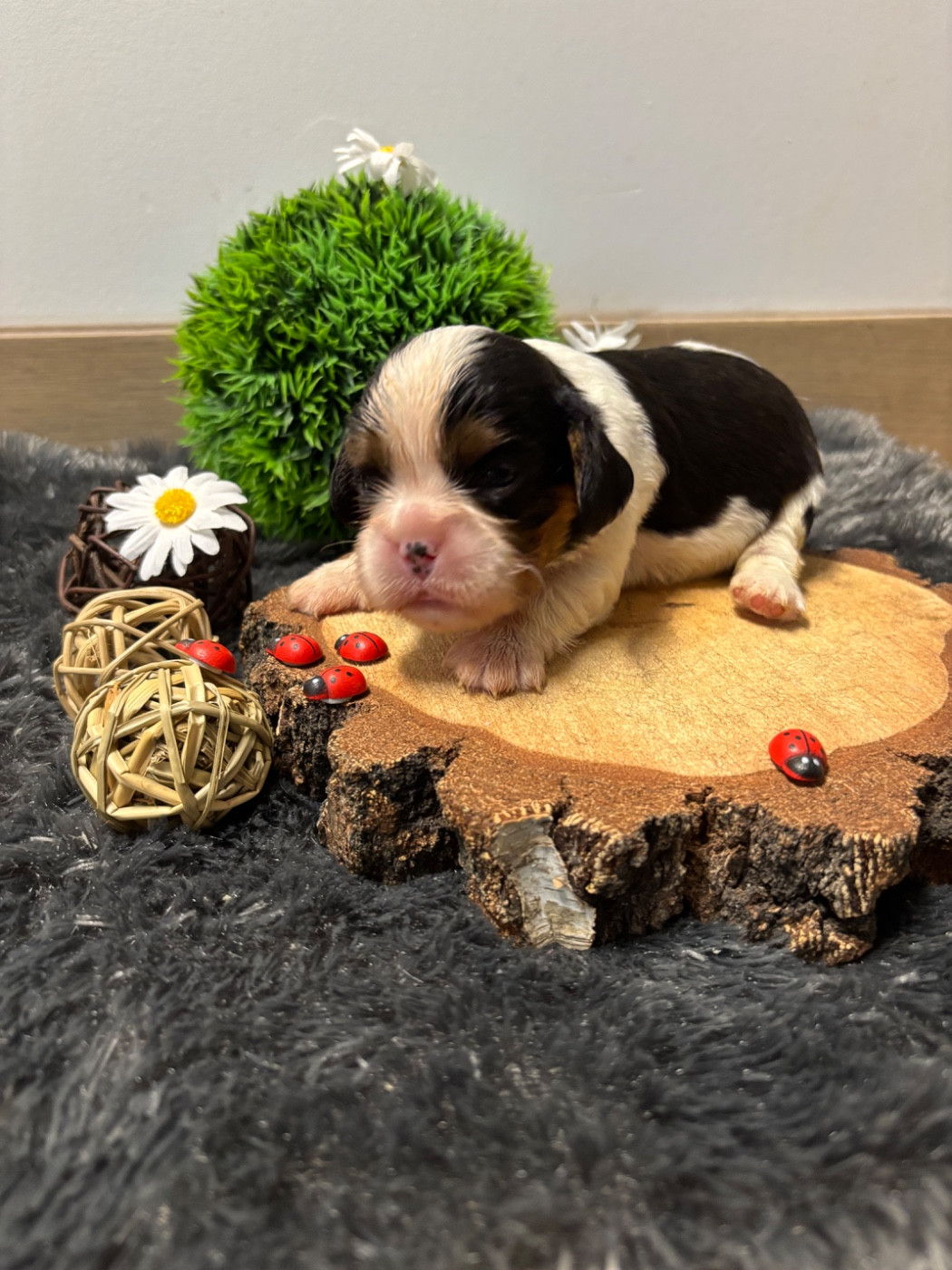 Des Grands Reves Du Sud - Chiots disponibles - Cavalier King Charles Spaniel