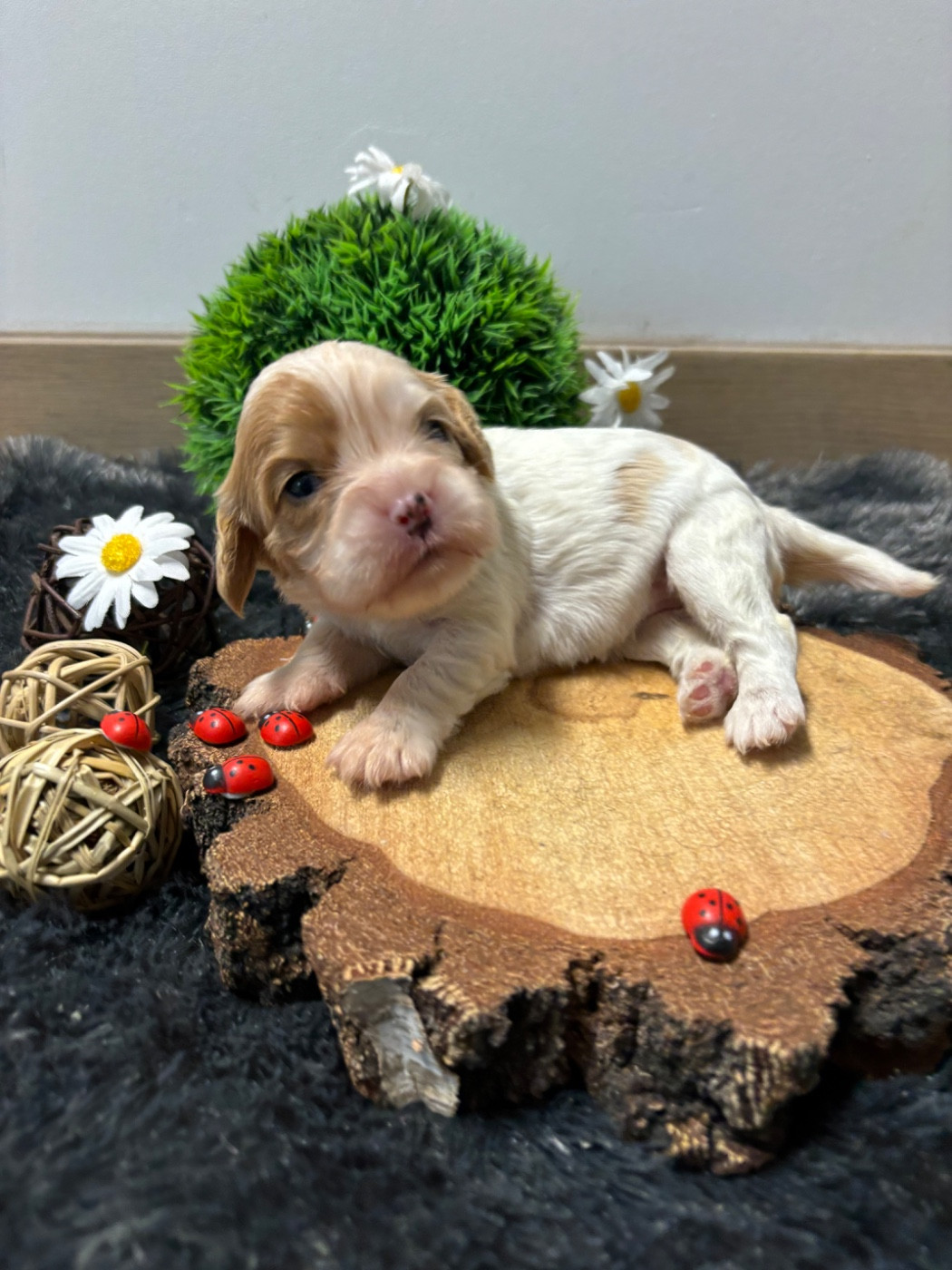 Des Grands Reves Du Sud - Chiots disponibles - Cavalier King Charles Spaniel