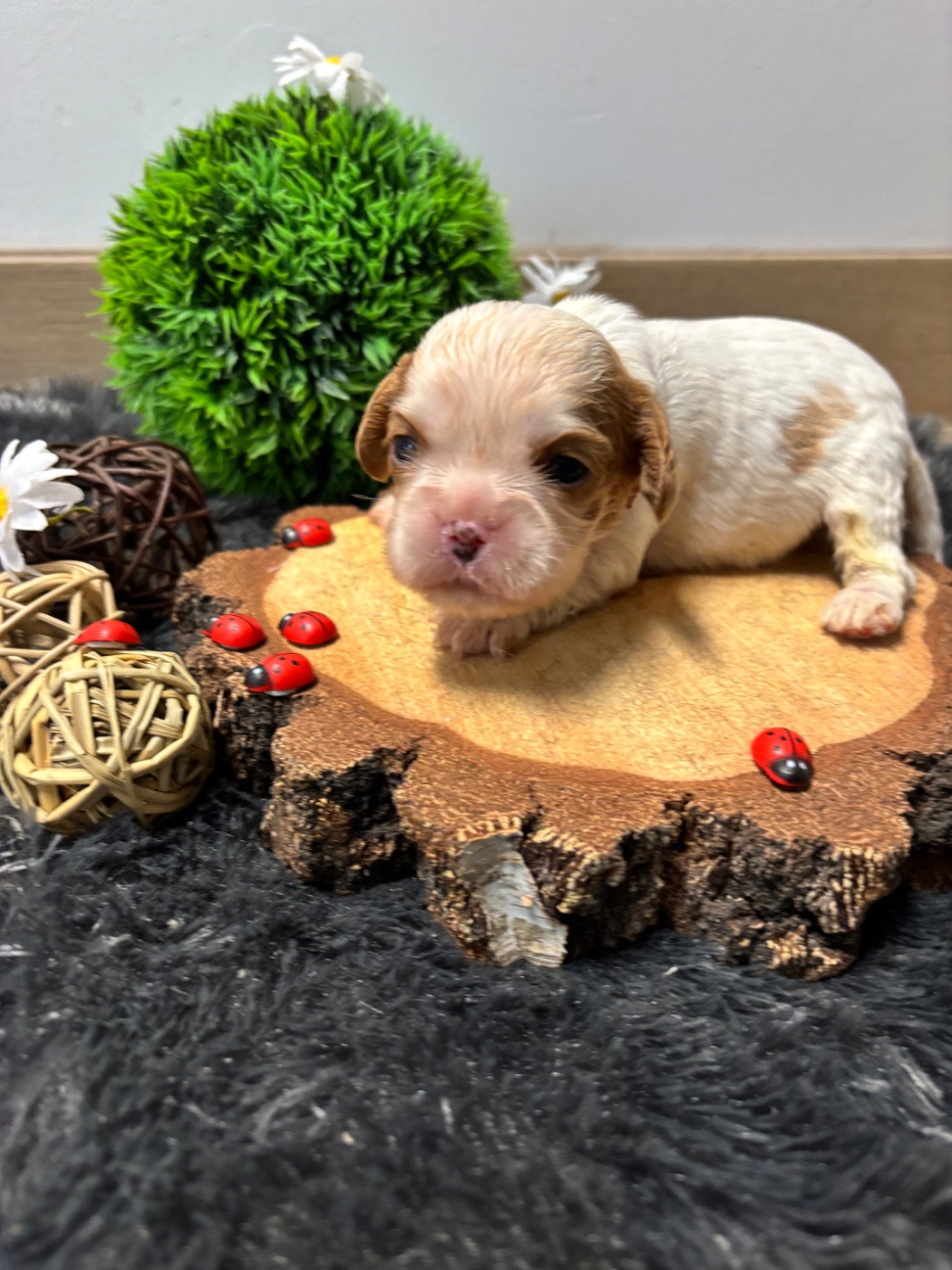 Des Grands Reves Du Sud - Chiots disponibles - Cavalier King Charles Spaniel