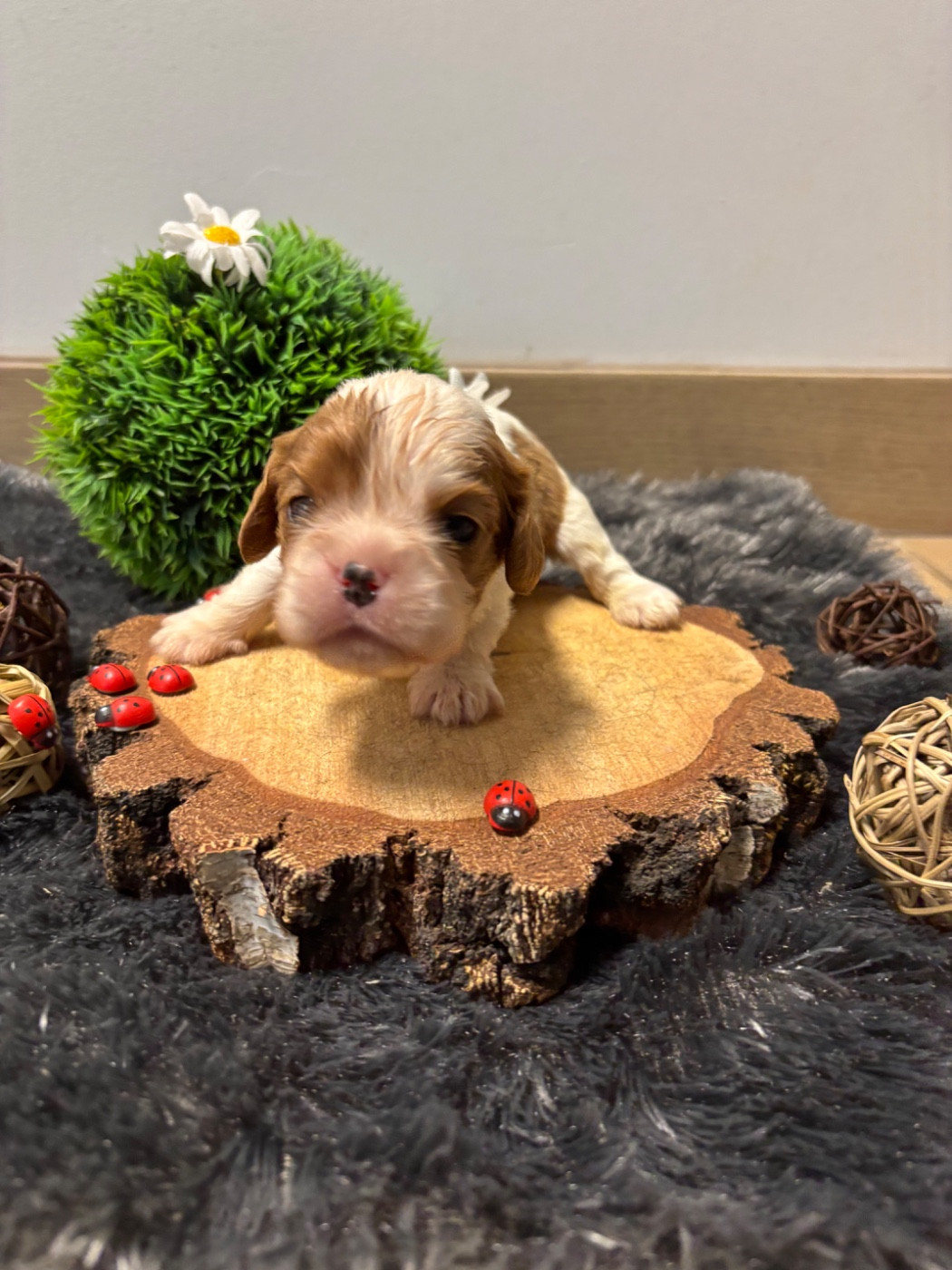 Des Grands Reves Du Sud - Chiots disponibles - Cavalier King Charles Spaniel