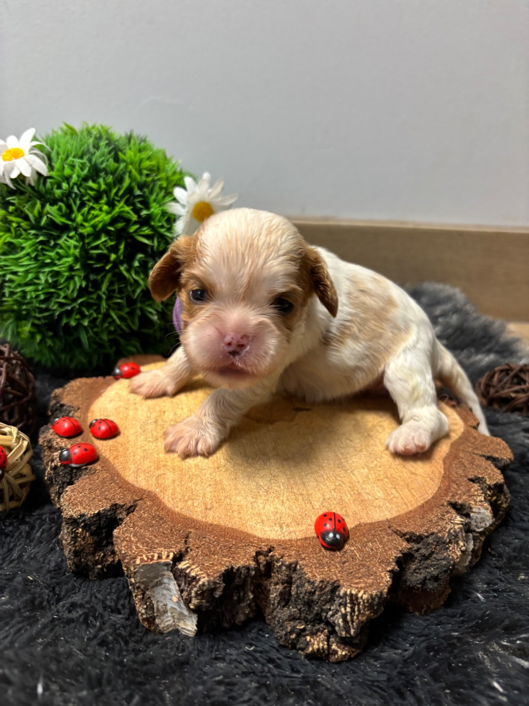 Des Grands Reves Du Sud - Chiots disponibles - Cavalier King Charles Spaniel
