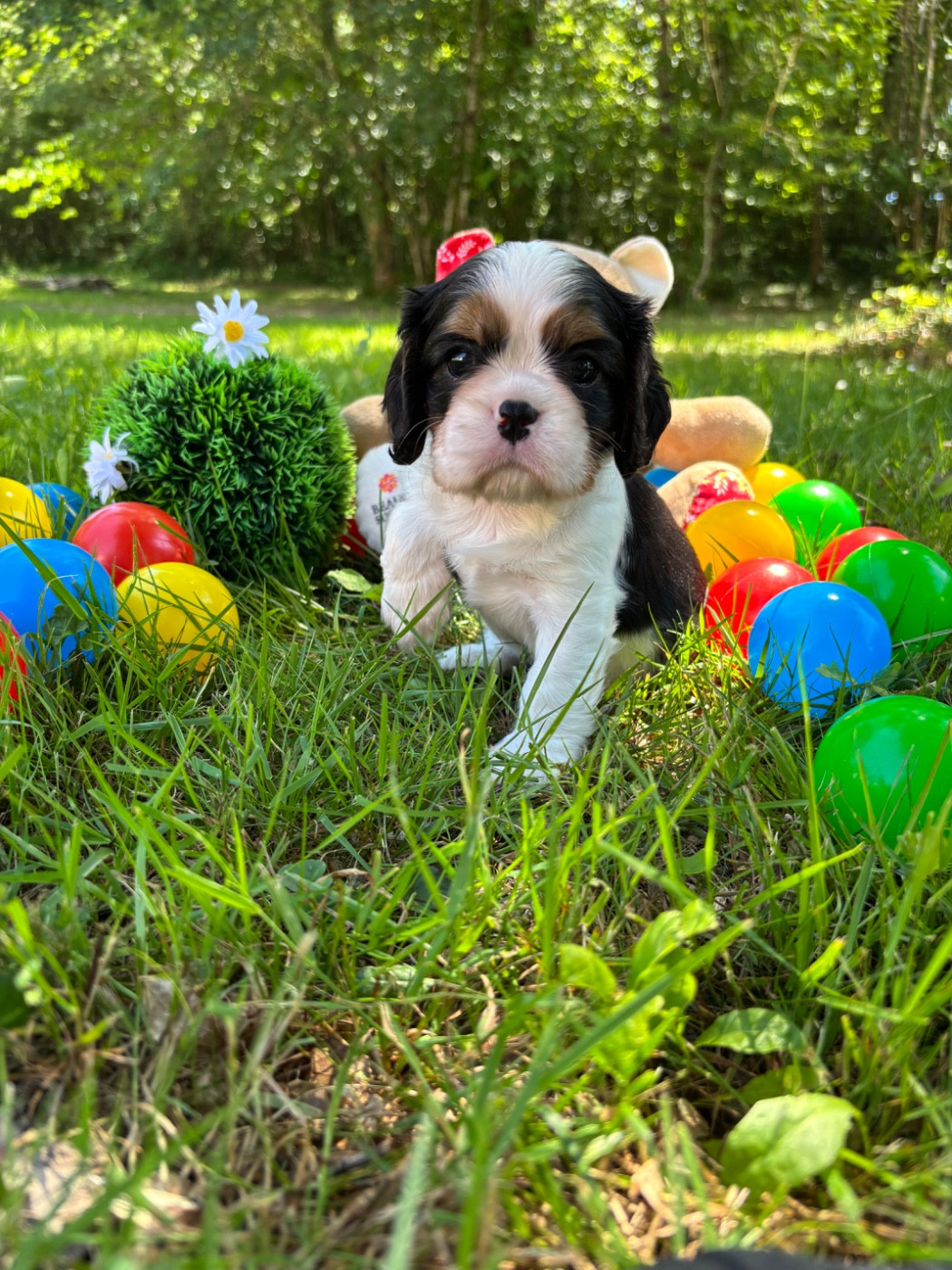Des Grands Reves Du Sud - Chiots disponibles - Cavalier King Charles Spaniel