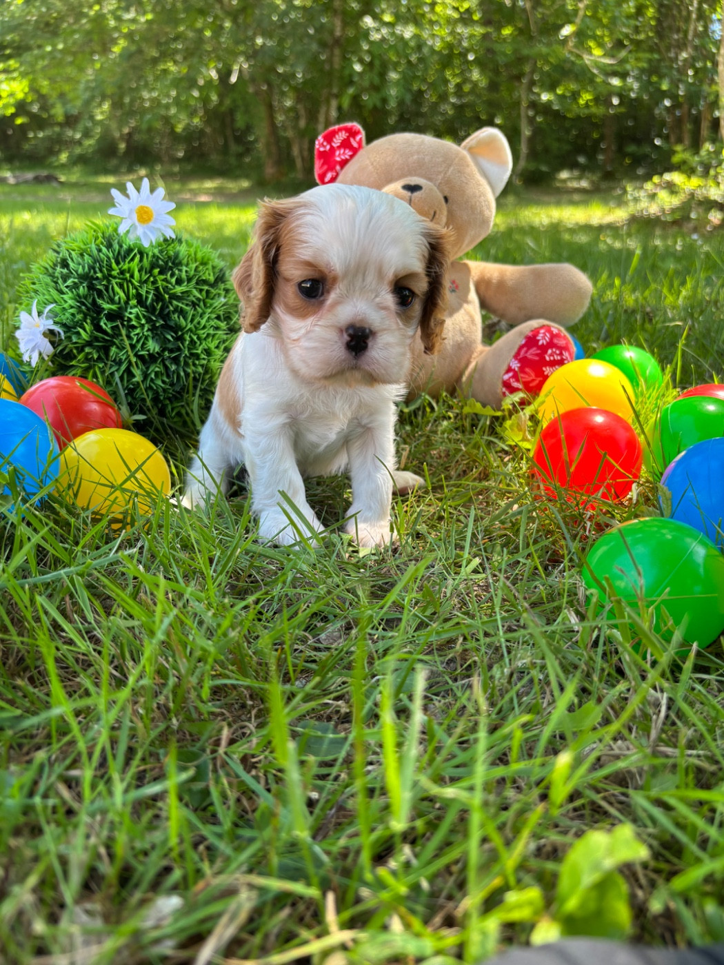Des Grands Reves Du Sud - Chiots disponibles - Cavalier King Charles Spaniel
