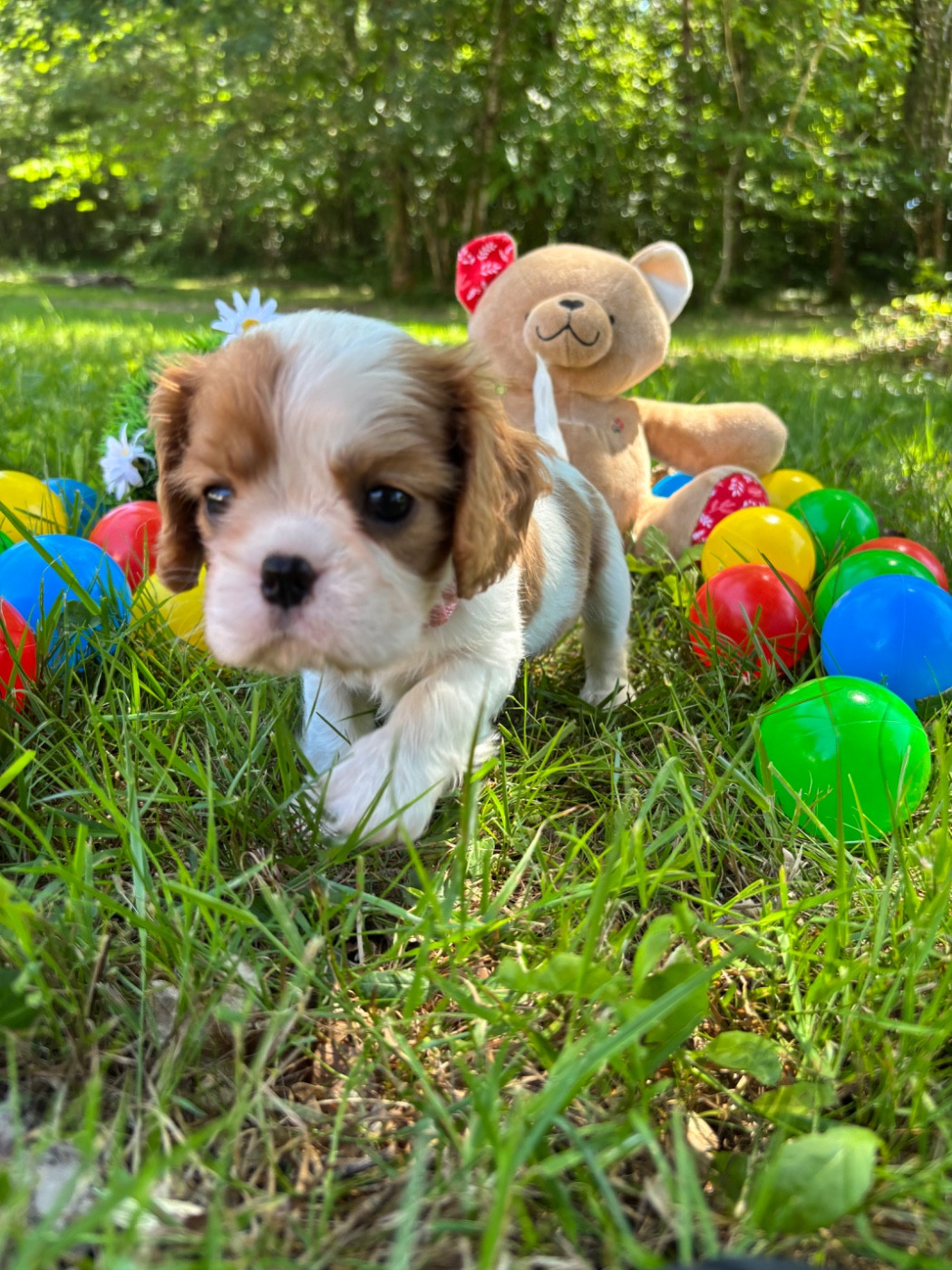 Des Grands Reves Du Sud - Chiots disponibles - Cavalier King Charles Spaniel