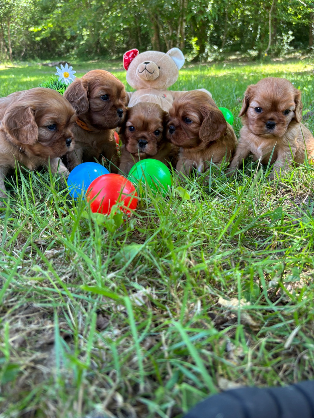 Chiot Cavalier King Charles Spaniel Des Grands Reves Du Sud
