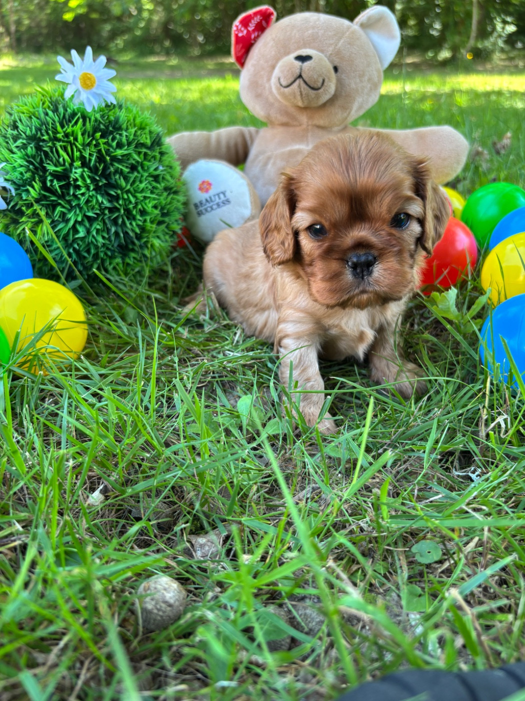 Des Grands Reves Du Sud - Chiots disponibles - Cavalier King Charles Spaniel