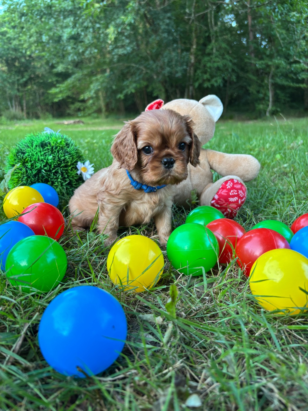 Des Grands Reves Du Sud - Chiots disponibles - Cavalier King Charles Spaniel
