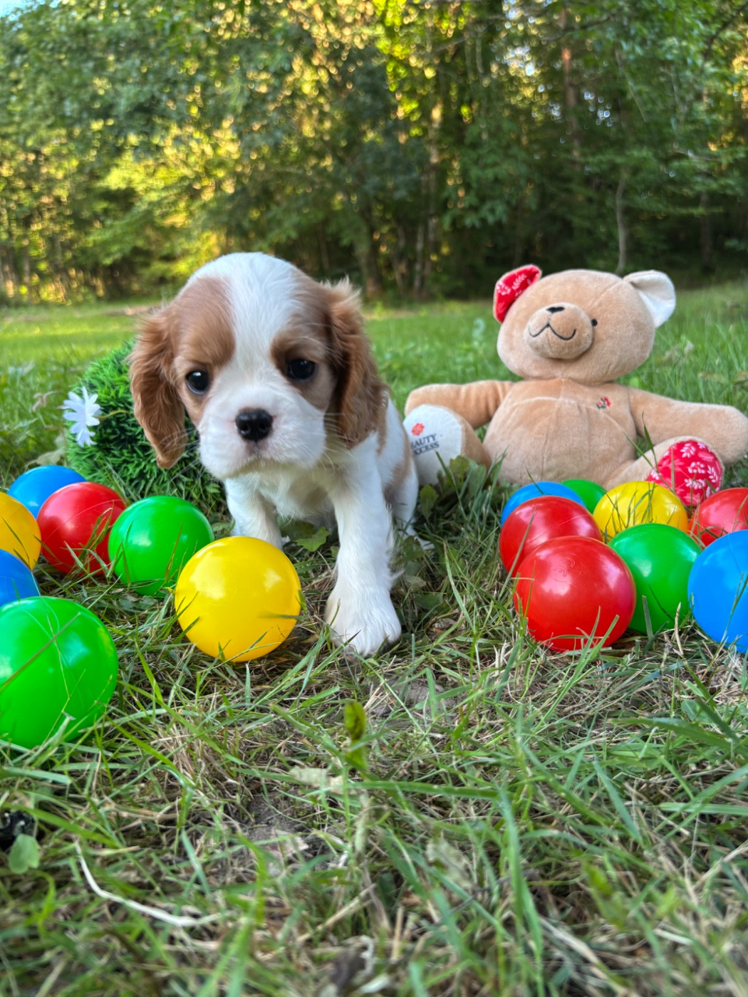 Des Grands Reves Du Sud - Chiots disponibles - Cavalier King Charles Spaniel