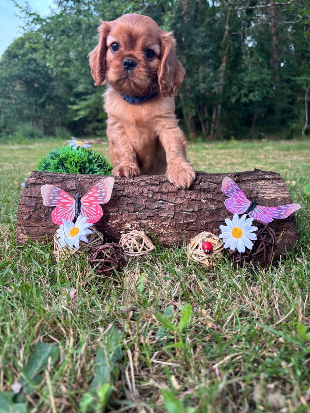 Des Grands Reves Du Sud - Chiots disponibles - Cavalier King Charles Spaniel