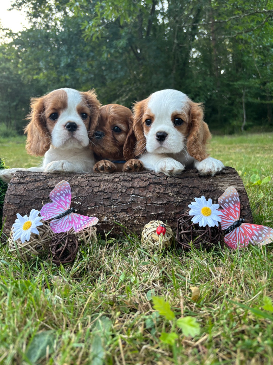 Des Grands Reves Du Sud - Chiots disponibles - Cavalier King Charles Spaniel