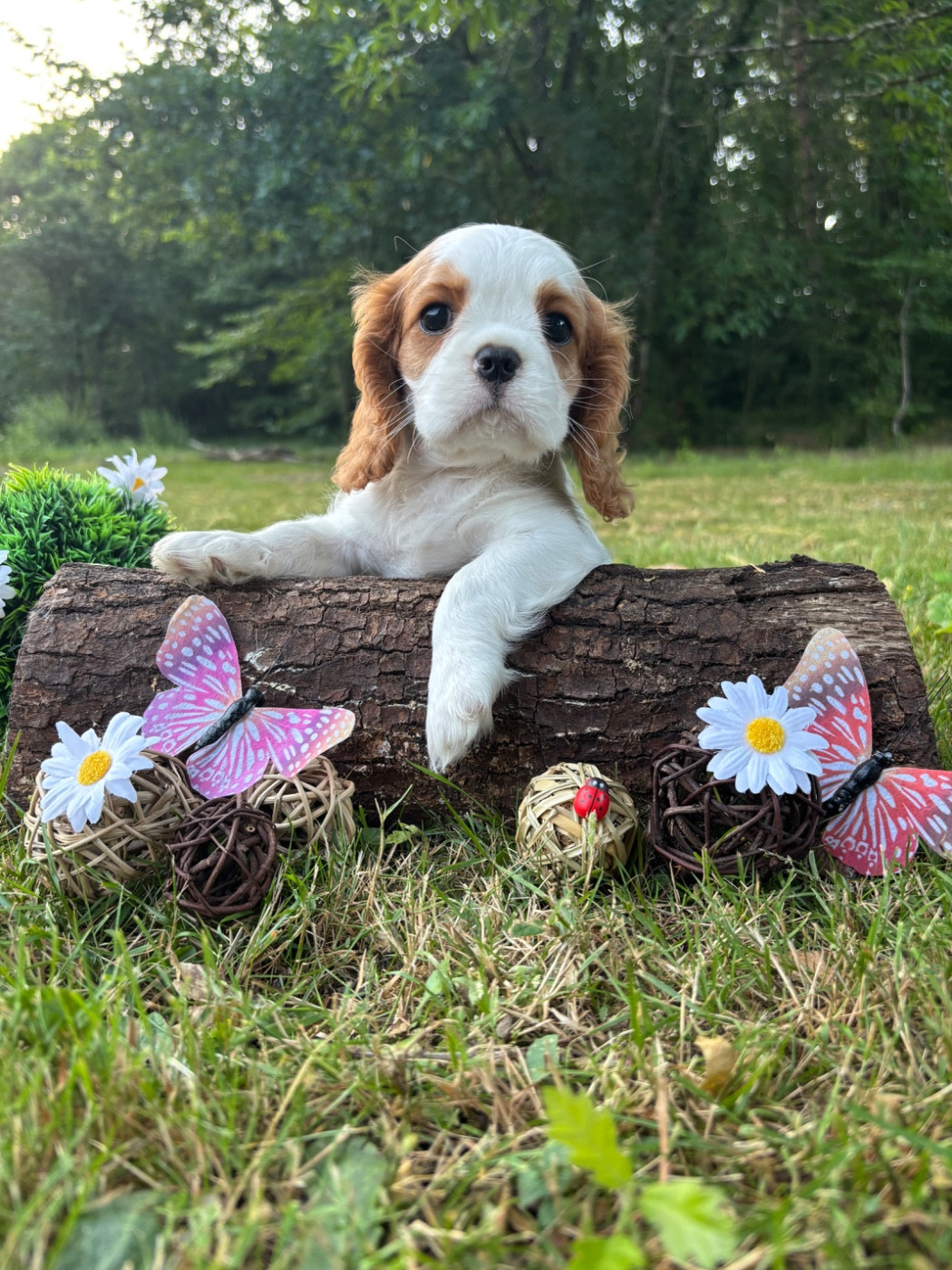 Des Grands Reves Du Sud - Chiots disponibles - Cavalier King Charles Spaniel