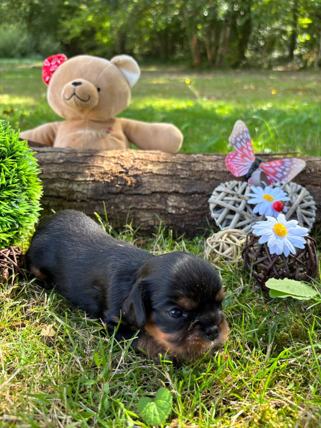 Des Grands Reves Du Sud - Chiots disponibles - Cavalier King Charles Spaniel