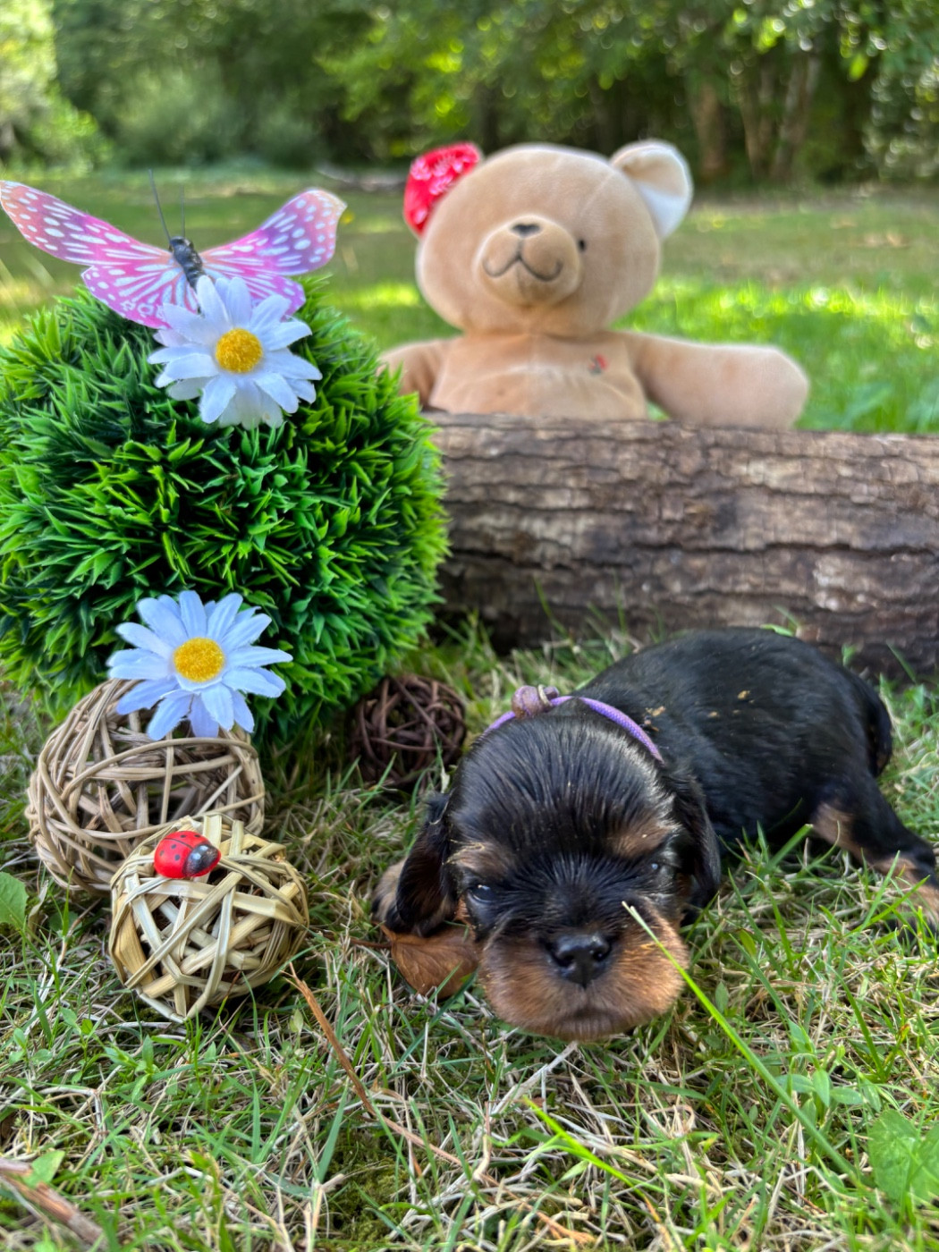Des Grands Reves Du Sud - Chiots disponibles - Cavalier King Charles Spaniel