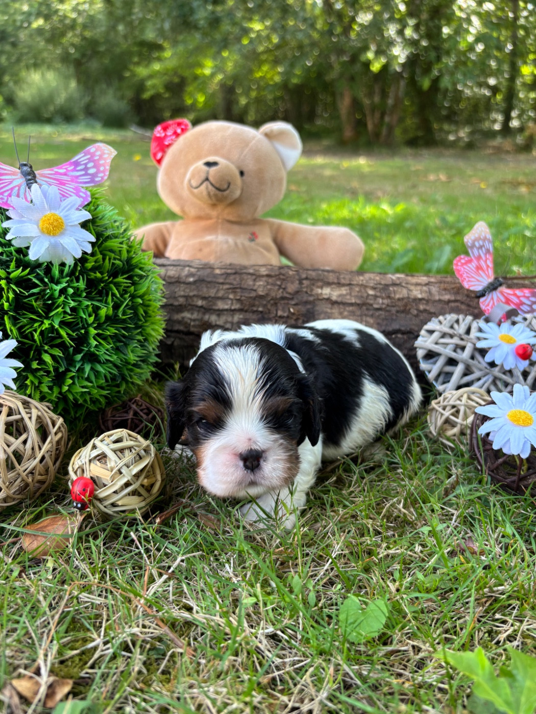 Des Grands Reves Du Sud - Chiots disponibles - Cavalier King Charles Spaniel