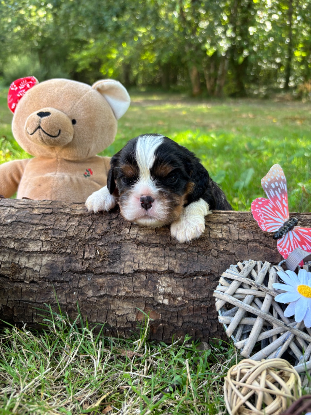 Des Grands Reves Du Sud - Chiots disponibles - Cavalier King Charles Spaniel