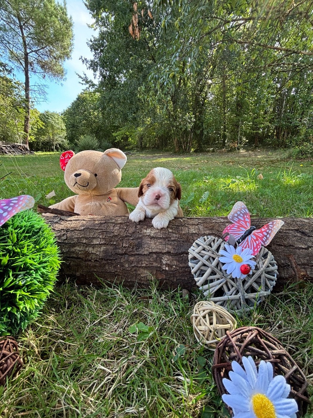 Des Grands Reves Du Sud - Chiots disponibles - Cavalier King Charles Spaniel