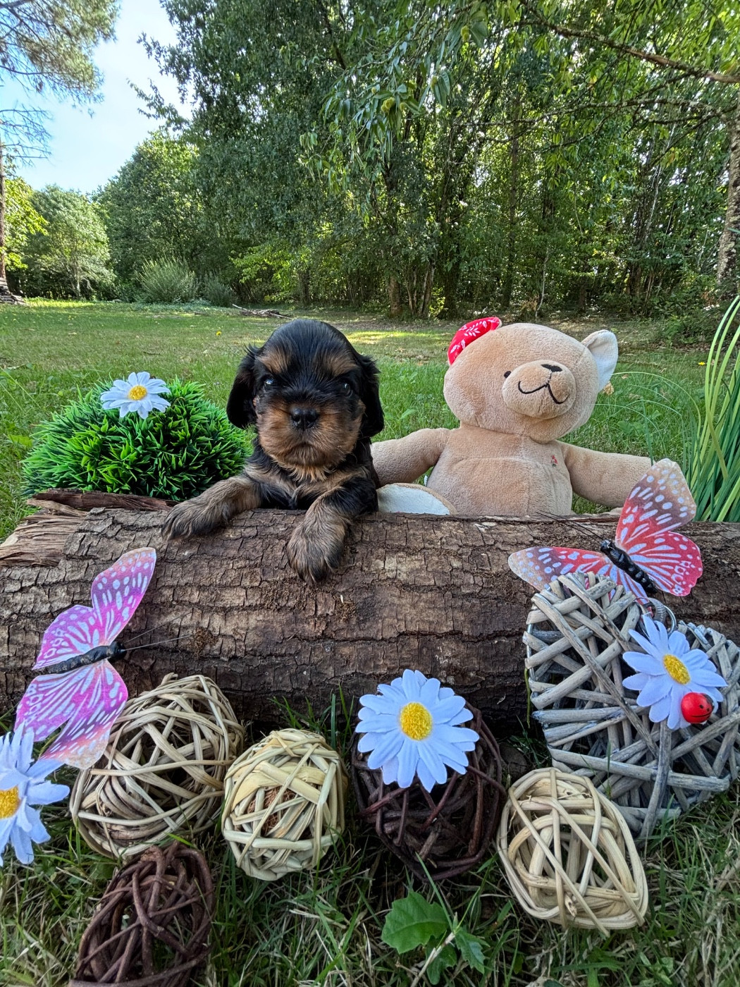 Des Grands Reves Du Sud - Chiots disponibles - Cavalier King Charles Spaniel