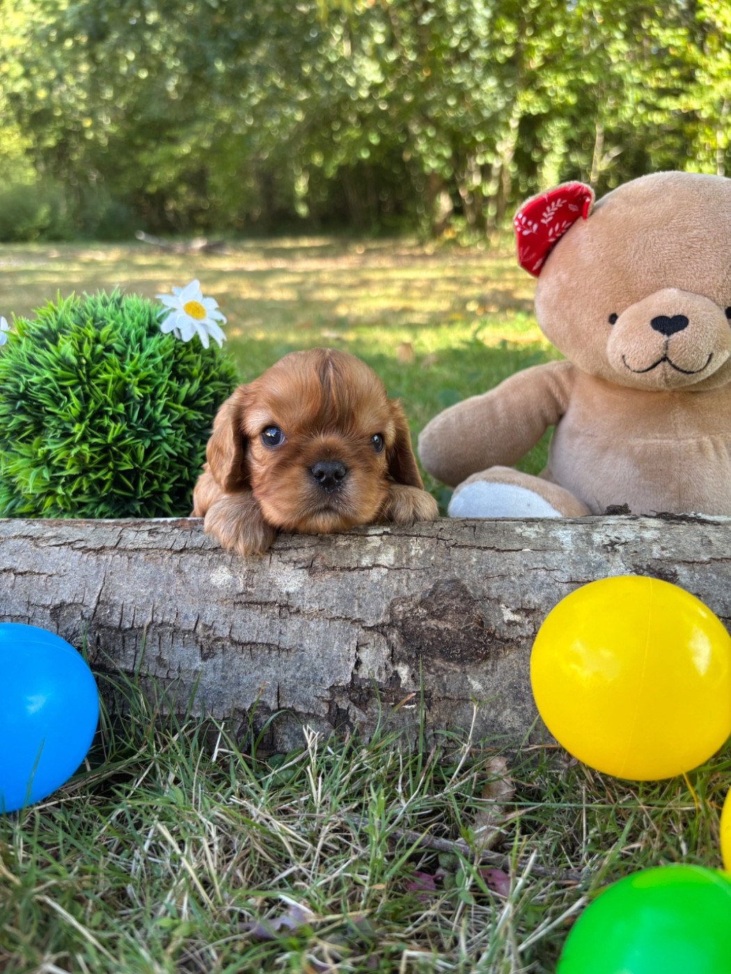 Des Grands Reves Du Sud - Chiots disponibles - Cavalier King Charles Spaniel